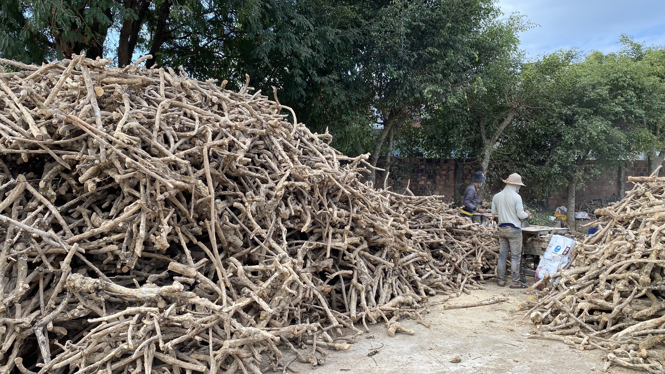 coffee wood chew - raw material